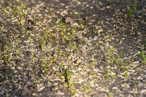 Germogli verdi spuntano dal terreno, circondati da semi. Si vede quanto ci mette l'erba a crescere dopo la semina.