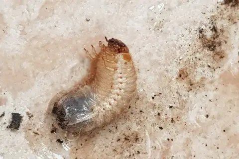 Un insetto bianco e paffuto, una larva, si muove nella terra umida dei vasi, pronto a trasformarsi.