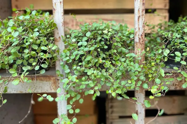 Muehlenbeckia in vaso, con le sue foglie tonde e verdi, crea un effetto cascata su uno scaffale arrugginito.