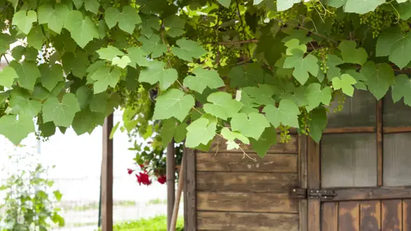 Fogliame rigoglioso di vite in giardino, con piccoli grappoli verdi che promettono un futuro raccolto, sovrasta una rustica porta di legno.