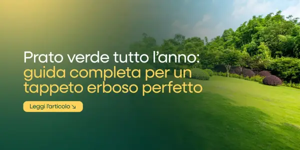 Prato verde tutto l'anno: guida completa per un tappeto erboso perfetto. Scopri i segreti della cura del prato per un giardino impeccabile.