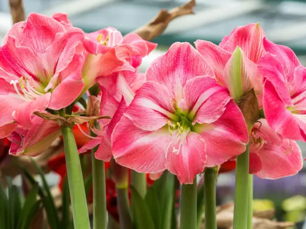 Amaryllis quando fiorisce: un tripudio di petali rosa striati di bianco, con stami gialli che spuntano dal centro.